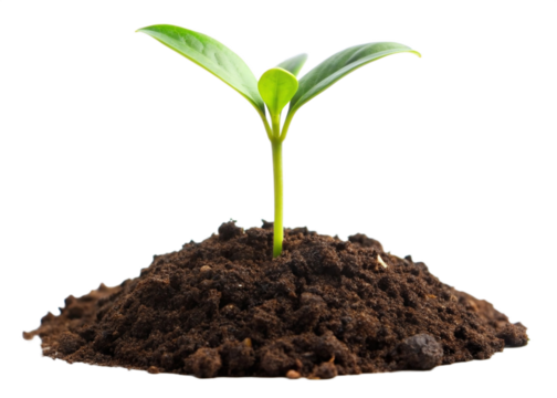 young plant sprout growing from soil isolated on white and transparent background