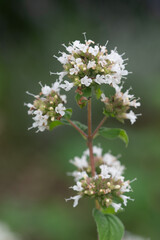 Naklejka premium Macro image of flowering marjoram in a herb garden 