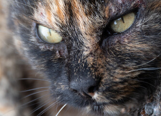 Portrait of a tortoiseshell domestic cat 