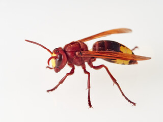 The Oriental Hornet in a white background. Vespa orientalis. Asian Hornet