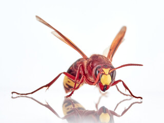 The Oriental Hornet in a white background. Vespa orientalis. Asian Hornet