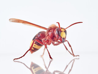 The Oriental Hornet in a white background. Vespa orientalis. Asian Hornet