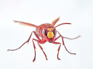 The Oriental Hornet in a white background. Vespa orientalis. Asian Hornet