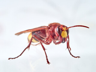 The Oriental Hornet in a white background. Vespa orientalis. Asian Hornet