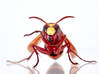 The Oriental Hornet in a white background. Vespa orientalis. Asian Hornet