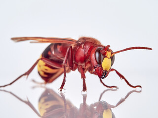 The Oriental Hornet in a white background. Vespa orientalis. Asian Hornet