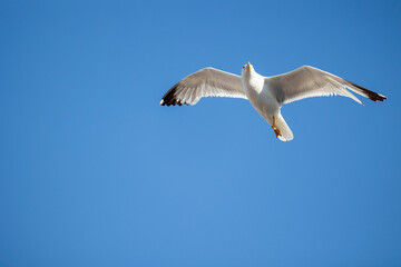 White seagull in flight against a clear blue sky, its wings fully extended and gliding effortlessly. Perfect for themes of freedom and nature's beauty.