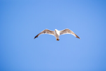 White seagull in flight against a clear blue sky, its wings fully extended and gliding effortlessly. Perfect for themes of freedom and nature's beauty.