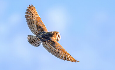 Barn Owl on the wing