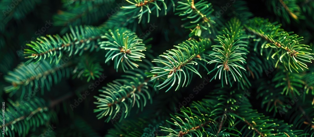 Leinwandbilder Green pine branches creating a festive Christmas fir tree background with copy space image