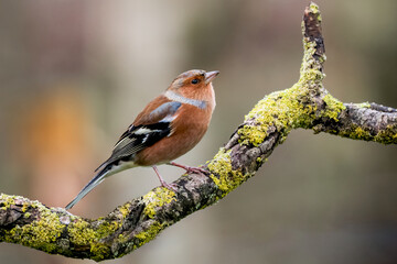 Chaffinch