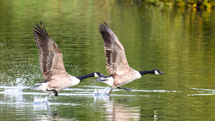 Canada Geese taking off © Sean