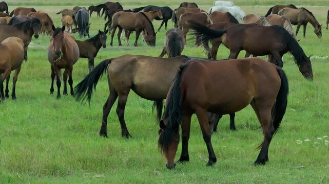 This stock motion video shows a herd of horses grazing in a green meadow. This video will decorate your projects related to horses, horse breeding, pets, pastures, nature.