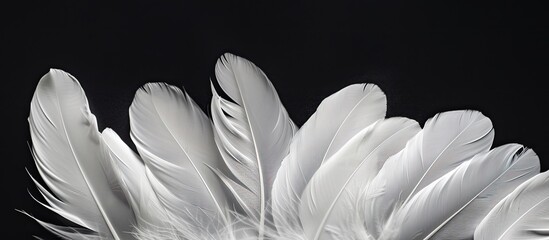 White feathers grouped together against a black background for a copy space image