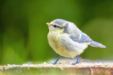 Obraz premium Juvenile Blue Tit
