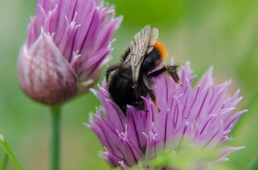 Bumblebee on a flower