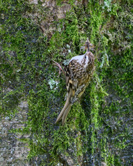 Tree Creeper with food
