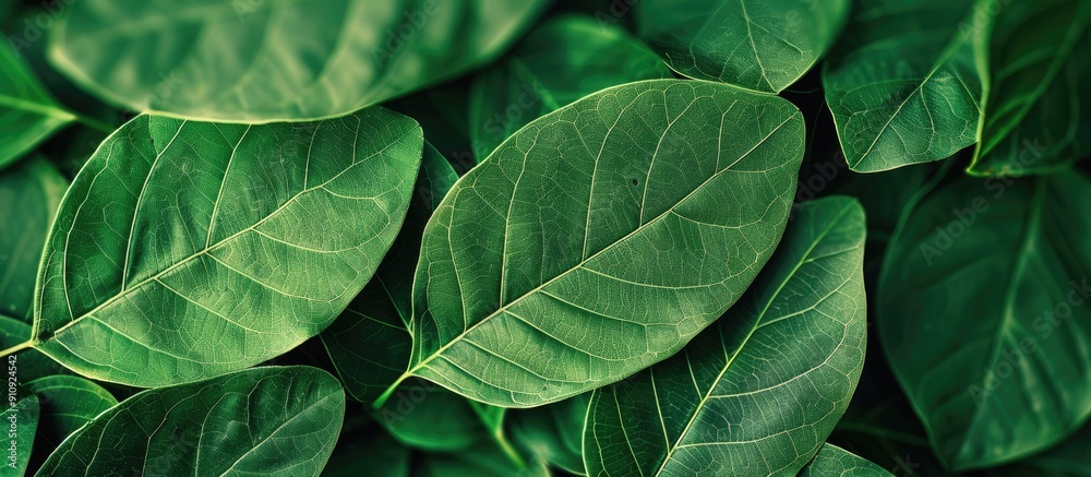 Poster Natural leaf motifs with an abstract green leaf pattern suitable for design projects featuring copy space image integration