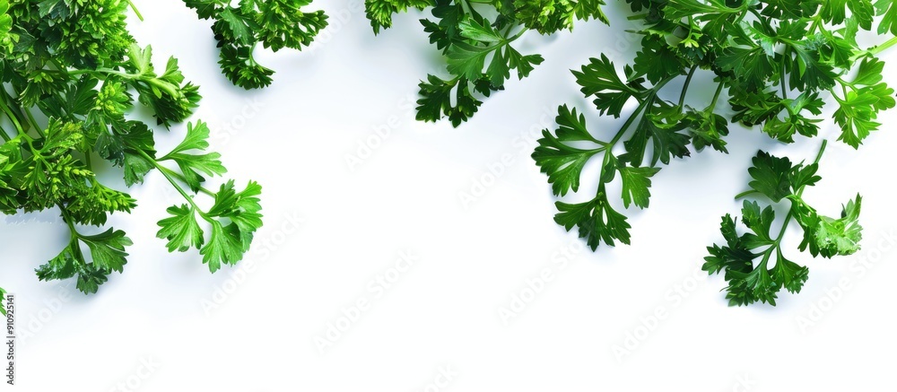 Poster Isolated parsley on a white background with copy space image