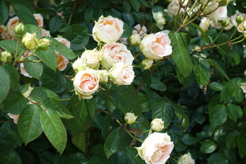 Not fully opened beige flowers of roses in mid June