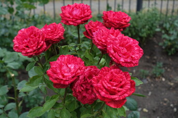 Obraz premium Multiple striped red flowers of roses in mid July