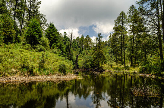 Paisaje sereno de un lago boscoso con reflejo de pinos en el agua, M&eacute;xico  