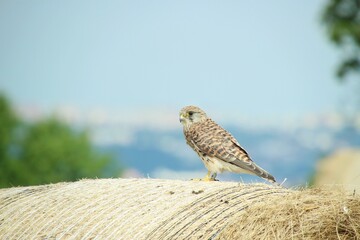 a kestrel stands on a hay bale