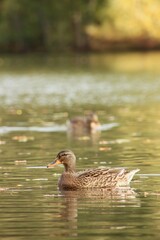 Ducks swim at the pond in autumn