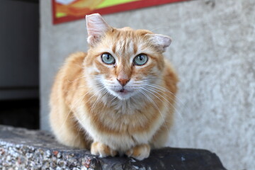 A homeless cat lives on the street in Tel Aviv.