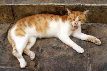 Fototapeta premium A homeless cat lives on the street in Tel Aviv.