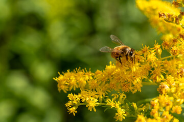 Bee collecting honey from yellow flowers on a green background. Bee and Yellow Flowers.