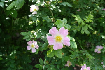 Several light pink flowers of dog rose in June