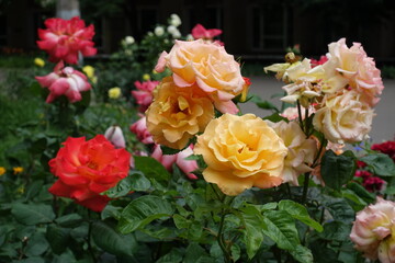 Colorful pink and yellow flowers of roses in mid June