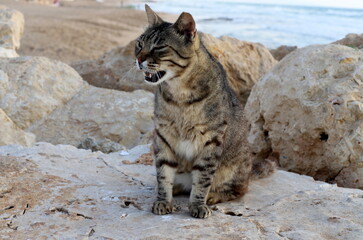 A homeless cat lives on the street in Tel Aviv.