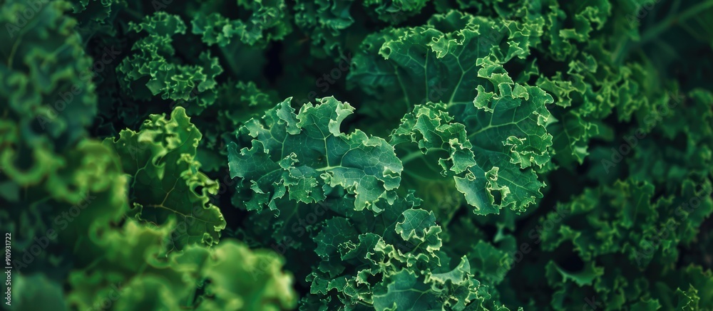 Poster fresh dark green ruffled kale thriving in a kitchen garden providing a nutritious touch to meals wit