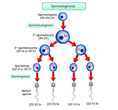 spermatogenesis