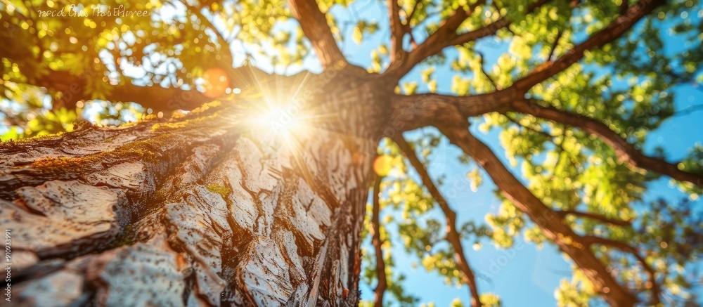 Leinwandbilder sunny skies peeking through the branches of a tree create a serene copy space image