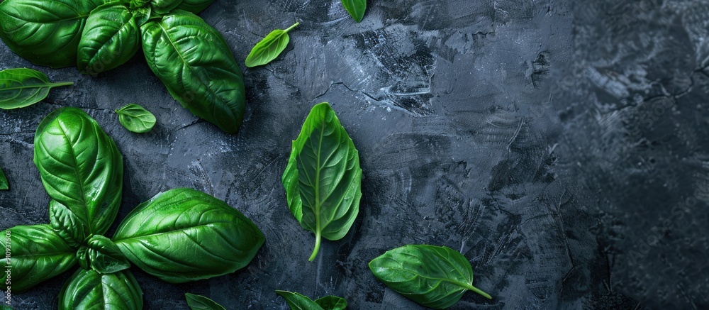 Poster Top view of large green basil leaves on a dark grey backdrop with room for text or other elements close up in the image. Creative banner. Copyspace image