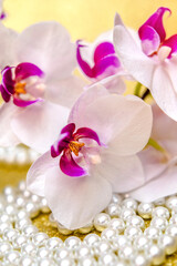 A branch of white orchids on a shiny gold background
