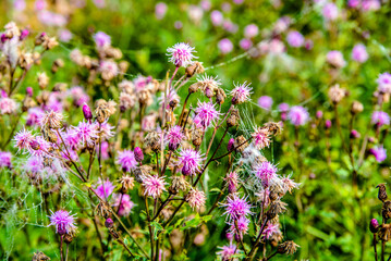 deflorate thistle stalks in a field in early autumn
