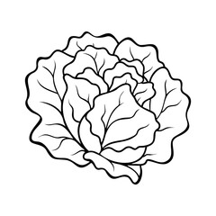 Fresh organic lettuce, contour drawing, healthy meal option icon isolated.