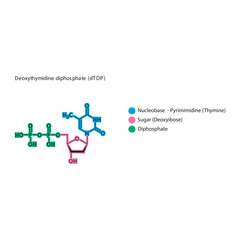 Deoxythymidine diphosphate (dTDP) skeletal structure schematic illustration, Nucleoside molecule.