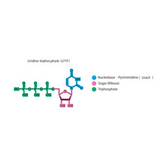 Uridine triphosphate (UTP) skeletal structure schematic illustration, Nucleoside molecule.