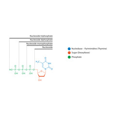 Diagram of nucleoside - Deoxythymidine  mono, di and trip phosphate skeletal structure schematic illustration, Nucleoside molecule.