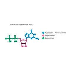 Guanosine diphosphate (GDP) skeletal structure schematic illustration, Nucleoside molecule.