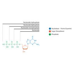 Diagram of nucleoside - Deoxyguanosine  mono, di and trip phosphate skeletal structure schematic illustration, Nucleoside molecule.