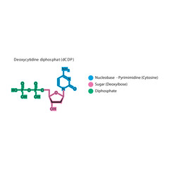 Deoxycytidine diphosphat (dCDP) skeletal structure schematic illustration, Nucleoside molecule.