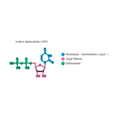 Uridine diphosphate (UDP) skeletal structure schematic illustration, Nucleoside molecule.