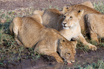 lion cubs 