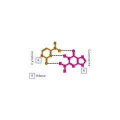 Diagram showing hydrogen bonds between DNA nitrogenous bases - Cytidine and Guanosine, simple schematic illustration.